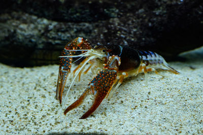 Close-up of crab in sea