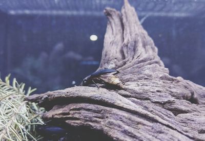 Close-up of bird perching on shore