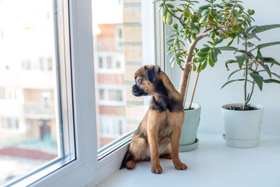 Dog sitting on window sill