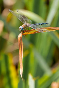 Emperor dragonfly sitting on a reed at the edge of a pond on a sunny summers day