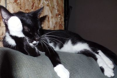 Close-up of cat sitting on floor