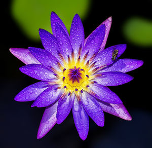 Close-up of wet purple flower blooming outdoors