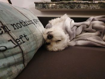 Close-up of a sleeping dog