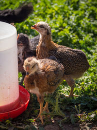 Baby chickens drinking water on a field