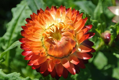 Close-up of flower blooming outdoors