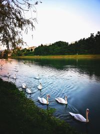 Swans swimming in lake against sky