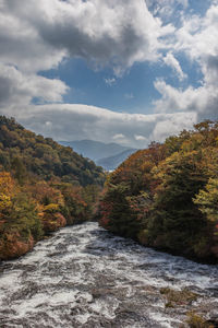 Scenic view of forest against sky