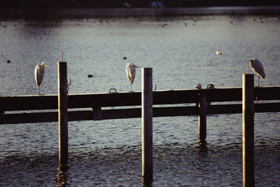 Seagulls perching on railing by lake