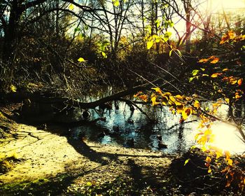 Sun shining through trees