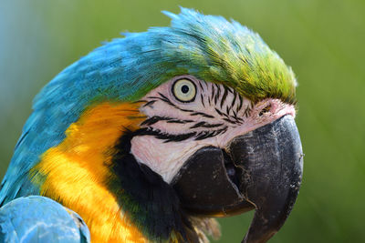 Headshot of a blue and yellow macaw 