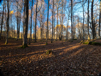 Trees in forest during autumn