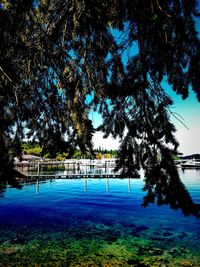 Reflection of trees in water