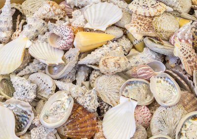 High angle view of shells