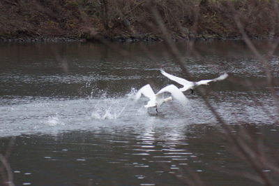 View of birds in lake