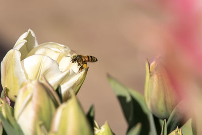 Close-up of bee pollinating on flower