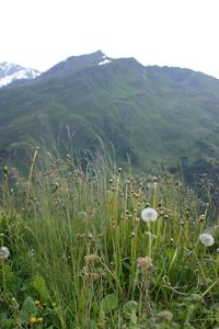 Scenic view of field and mountains against sky