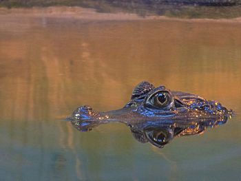 Close-up of turtle in water