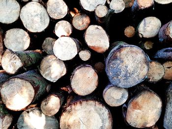 Full frame shot of logs in forest