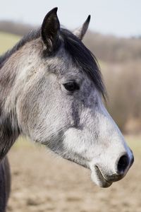 Close-up of a horse head