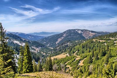 Panoramic view of pine trees against sky