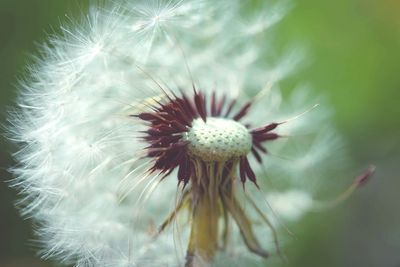 Close-up of dandelion