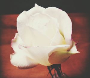 Close-up of white rose