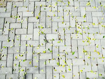 Full frame shot of leaves covered footpath during sunny day