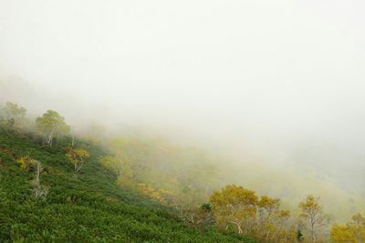 Scenic view of trees in foggy weather