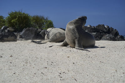 View of an animal on rock