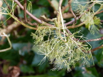 Close-up of fresh green plant