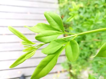 Close-up of plant