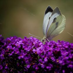 Close-up of purple flowers blooming outdoors