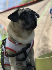 pug