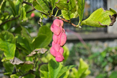 Close-up of pink flower growing on tree
