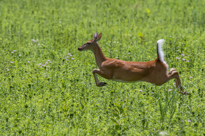 Close-up full frame view of a white tailed deer leaping over a green field