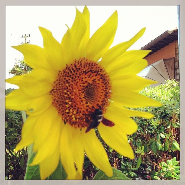 flower, yellow, petal, flower head, freshness, transfer print, sunflower, fragility, growth, pollen, blooming, auto post production filter, plant, close-up, beauty in nature, nature, single flower, in bloom, focus on foreground, day