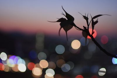 Close-up of silhouette plant with defocused lights in background at night