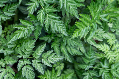 Green leaves pattern background, natural leafy background. real photo