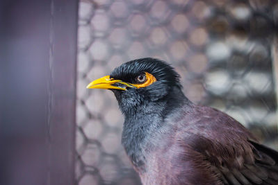 Close-up of a bird