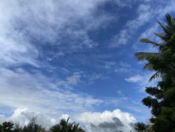 Low angle view of palm trees against blue sky