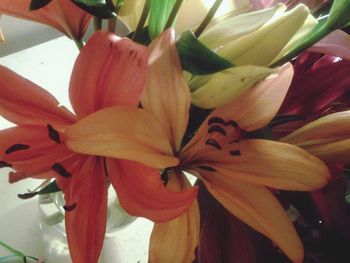 Close-up of orange flower