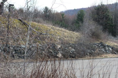 Bare trees on landscape