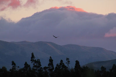 Silhouette of birds flying over mountains