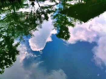 Reflection of trees in water