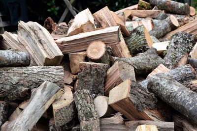 Stack of logs in forest