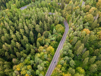 Aerial view of winding road in high mountain pass trough dense green pine woods.