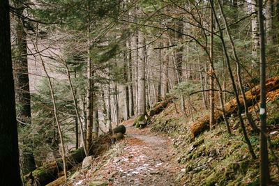 Footpath amidst trees in forest