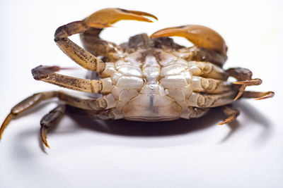 Close-up of insect over white background