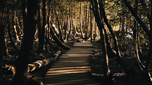 Footpath amidst trees in forest