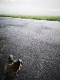 View of a dog on road